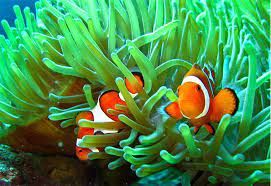 The symbiosis fostered between Ethereum and Arbitrum, rendered here in clownfish form