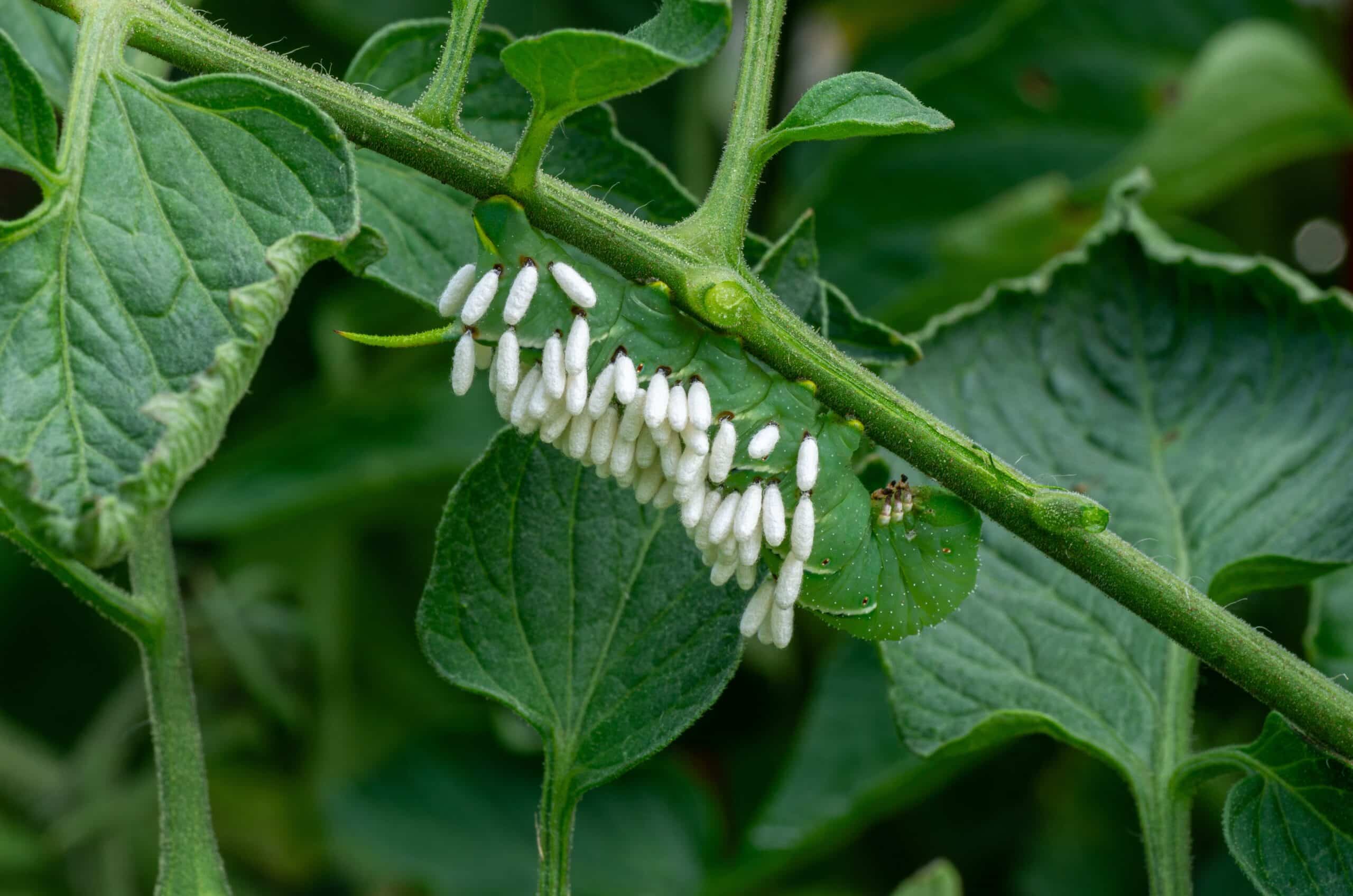 Hornworm larva covered with parasite cocoons (Shutterstock)