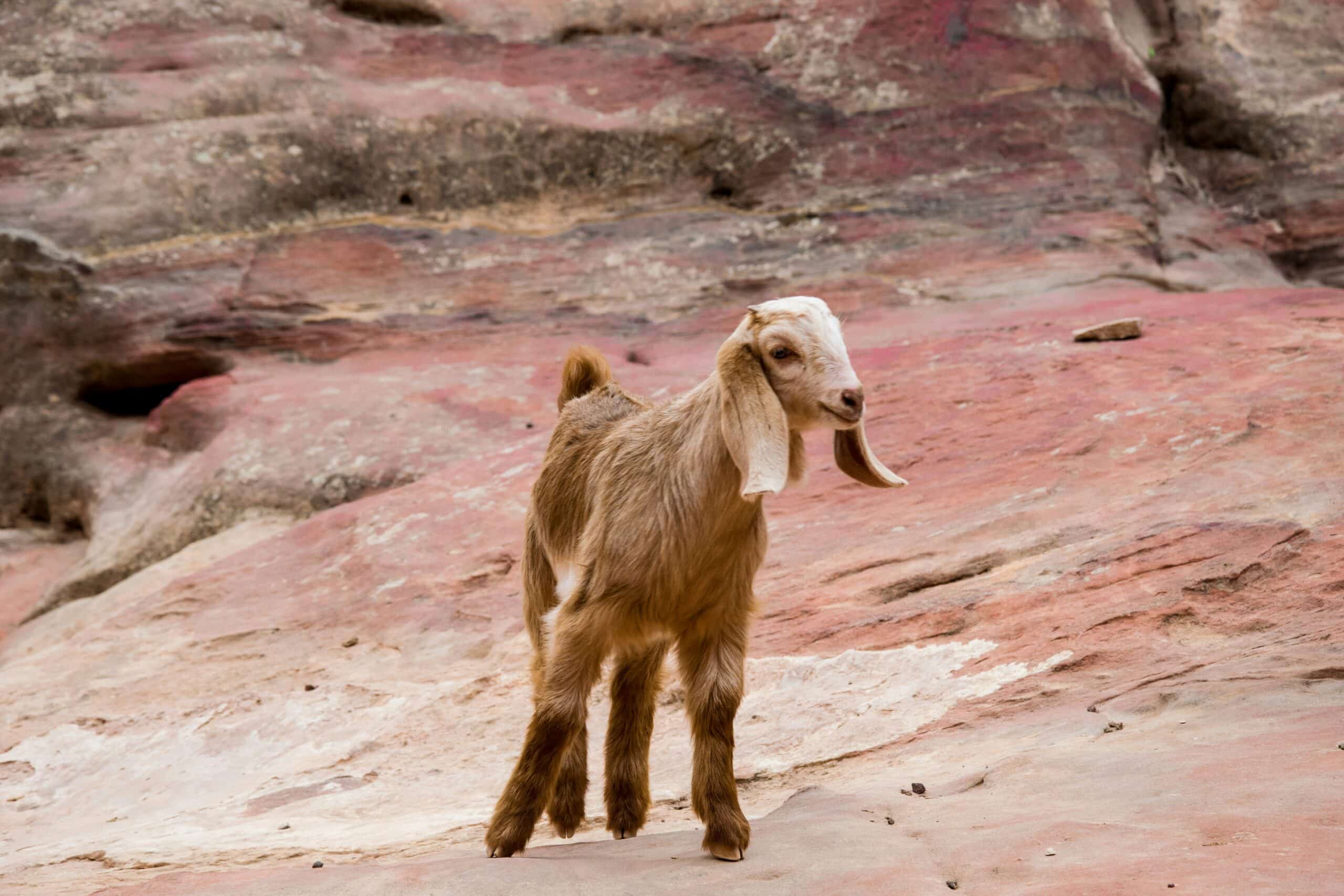 Baby goat standing on red, brownish rocks (Unsplash)