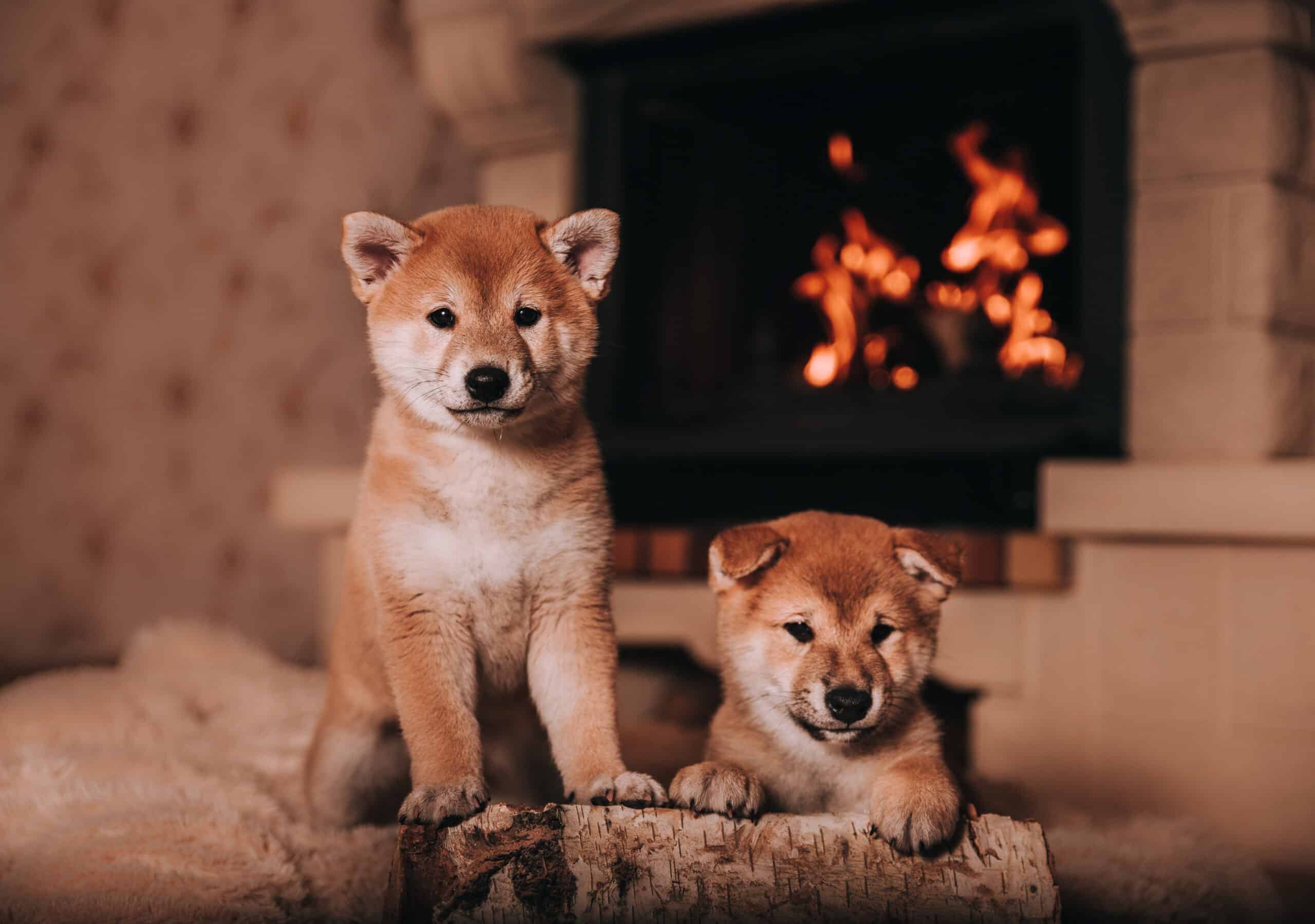 Shiba Inu puppies are warming themselves by the fireplace with fire. home comfort cute puppies (Shutterstock)