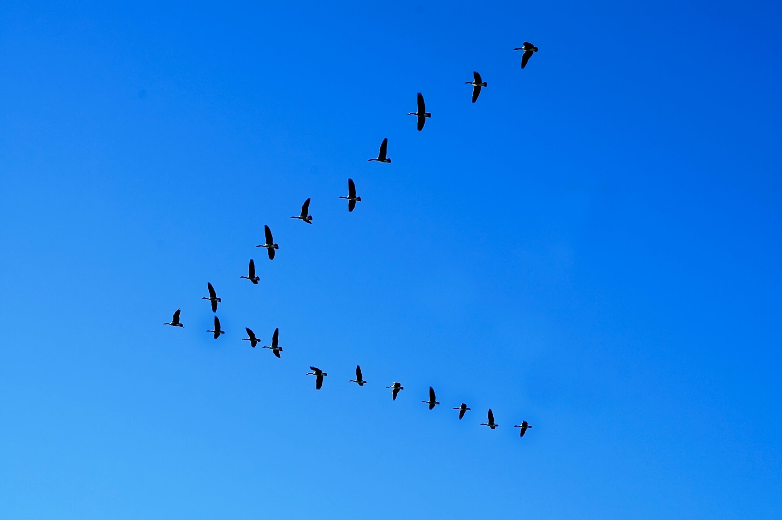 The Great Northern Geese fly in a V formation as they migrate to a new area, Port Huron, Michigan (Shutterstock)