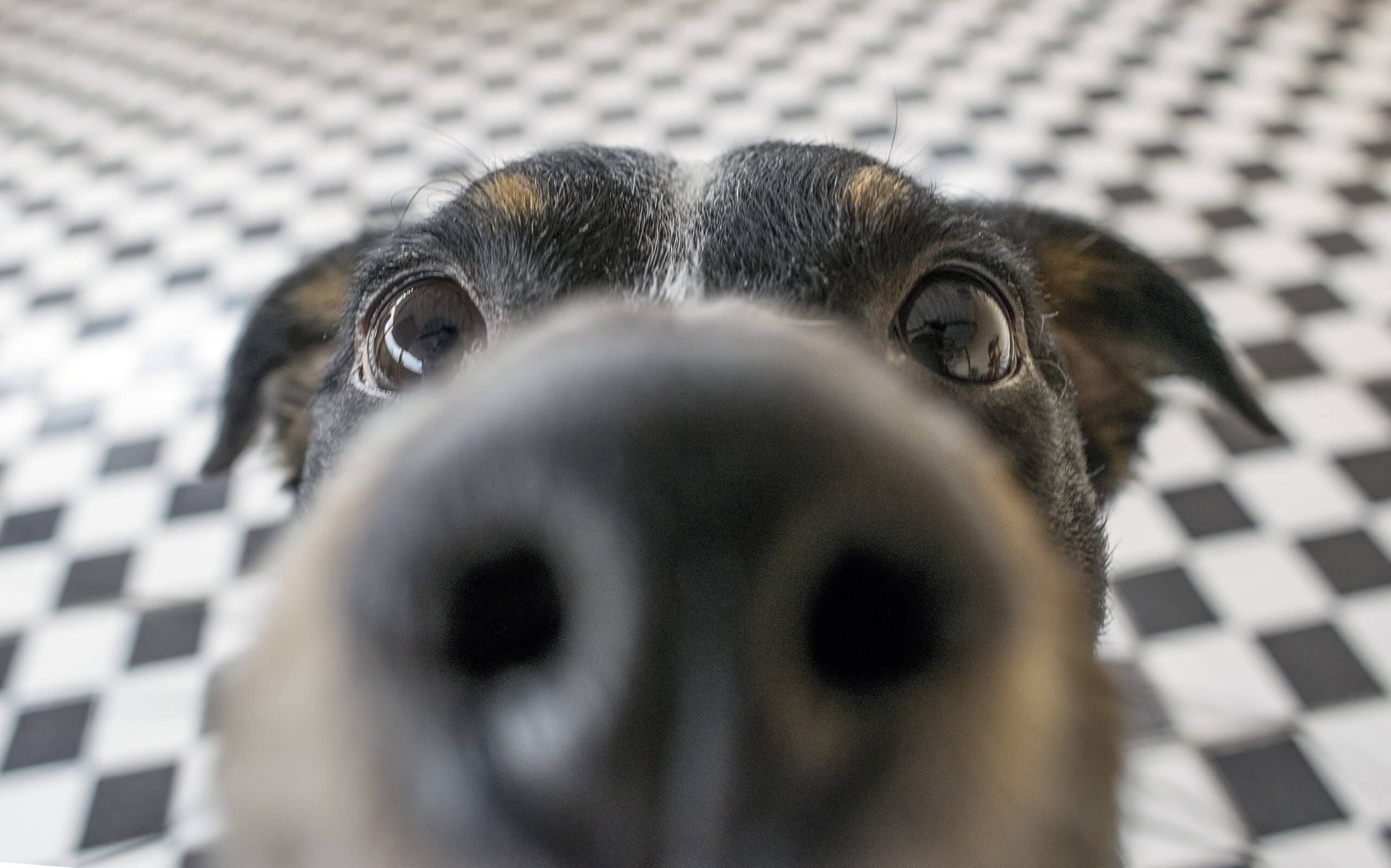 Sportive dog face, dusky white and brown, with nose discontinuance to the camera lens, point of curiosity on face, closeup, with dusky and white tiled floor background